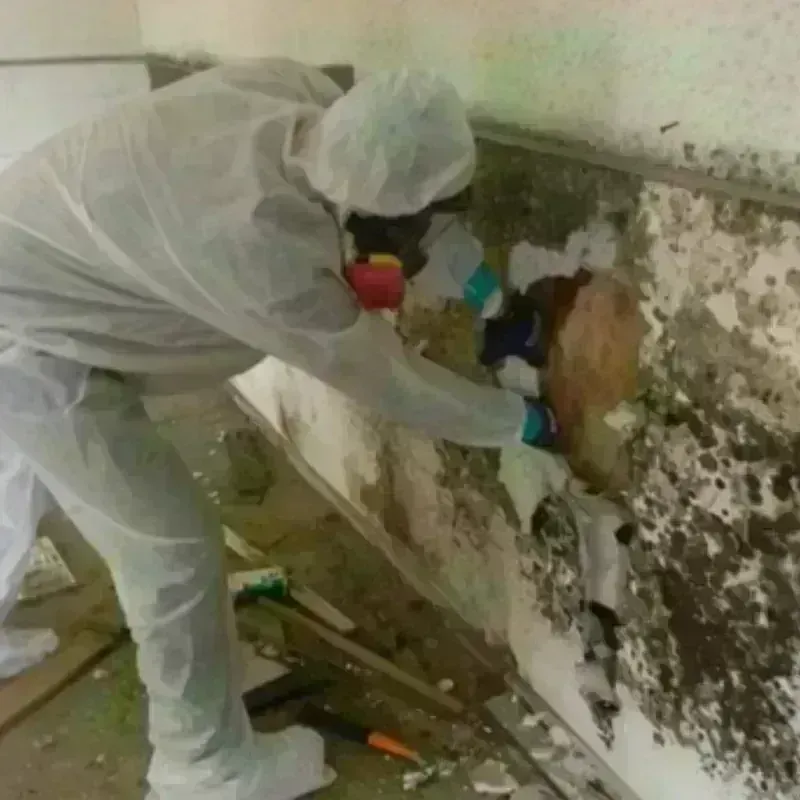 Mold Remediation and Removal in Troutman, NC